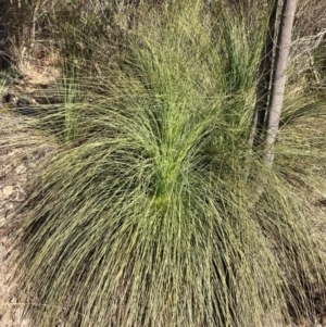 Xanthorrhoea glauca subsp. angustifolia at Cotter River, ACT - suppressed