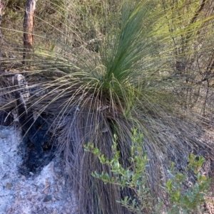 Xanthorrhoea glauca subsp. angustifolia at Cotter River, ACT - 5 Aug 2023