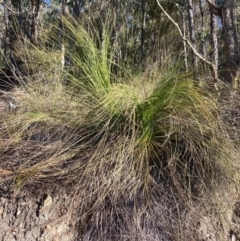 Xanthorrhoea glauca subsp. angustifolia (Grey Grass-tree) at Cotter River, ACT - 5 Aug 2023 by NickiTaws