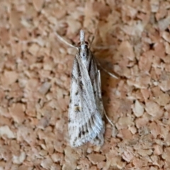 Scoparia ithyntis (A Crambid moth) at Moruya, NSW - 9 Aug 2023 by LisaH