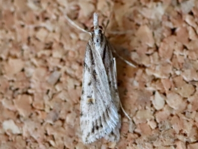 Scoparia ithyntis at Moruya, NSW - 9 Aug 2023 by LisaH