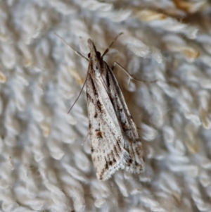 Scoparia ithyntis at Moruya, NSW - suppressed