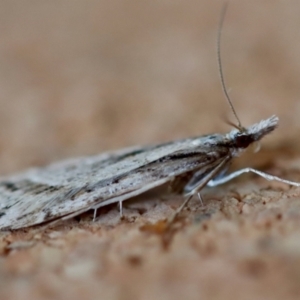 Scoparia ithyntis at Moruya, NSW - suppressed