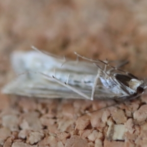 Scoparia ithyntis at Moruya, NSW - suppressed