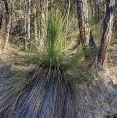 Xanthorrhoea glauca subsp. angustifolia (Grey Grass-tree) at Lower Cotter Catchment - 5 Aug 2023 by NickiTaws