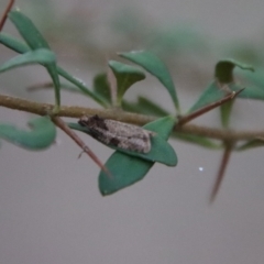 Unidentified Moth (Lepidoptera) at Broulee Moruya Nature Observation Area - 9 Aug 2023 by LisaH