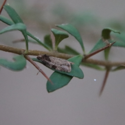 Isochorista melanocrypta (Isochorista melanocrypta) at Broulee, NSW - 9 Aug 2023 by LisaH