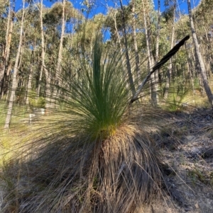 Xanthorrhoea glauca subsp. angustifolia at Cotter River, ACT - 5 Aug 2023