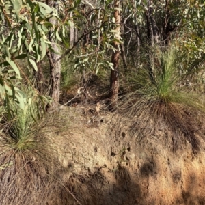 Xanthorrhoea glauca subsp. angustifolia at Cotter River, ACT - 5 Aug 2023