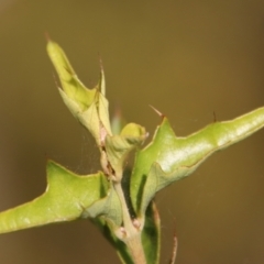 Podolobium ilicifolium (prickly shaggy-pea) at Broulee, NSW - 9 Aug 2023 by LisaH