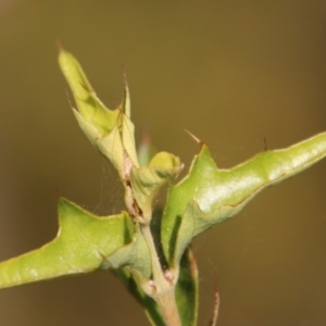 Podolobium ilicifolium at Broulee, NSW - 9 Aug 2023