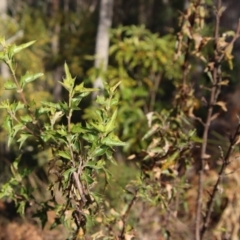 Podolobium ilicifolium at Broulee, NSW - suppressed