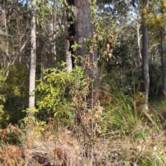 Podolobium ilicifolium at Broulee, NSW - suppressed