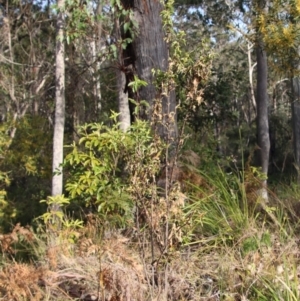 Podolobium ilicifolium at Broulee, NSW - 9 Aug 2023