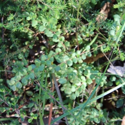 Unidentified Fern or Clubmoss at Broulee Moruya Nature Observation Area - 9 Aug 2023 by LisaH