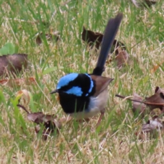 Malurus cyaneus (Superb Fairywren) at QPRC LGA - 5 Aug 2023 by MatthewFrawley