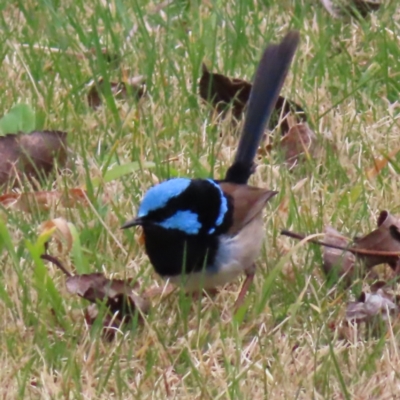 Malurus cyaneus (Superb Fairywren) at Braidwood, NSW - 5 Aug 2023 by MatthewFrawley