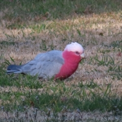 Eolophus roseicapilla at Braidwood, NSW - 6 Aug 2023