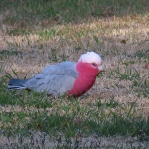 Eolophus roseicapilla at Braidwood, NSW - 6 Aug 2023