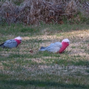 Eolophus roseicapilla at Braidwood, NSW - 6 Aug 2023