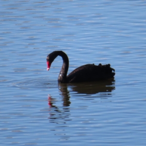 Cygnus atratus at Fyshwick, ACT - 8 Aug 2023