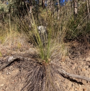 Xanthorrhoea glauca subsp. angustifolia at Cotter River, ACT - suppressed