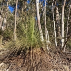 Xanthorrhoea glauca subsp. angustifolia (Grey Grass-tree) at Lower Cotter Catchment - 5 Aug 2023 by NickiTaws