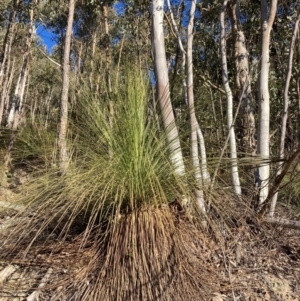 Xanthorrhoea glauca subsp. angustifolia at Cotter River, ACT - 5 Aug 2023