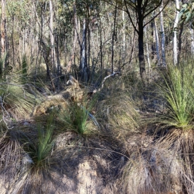 Xanthorrhoea glauca subsp. angustifolia (Grey Grass-tree) at Lower Cotter Catchment - 5 Aug 2023 by NickiTaws