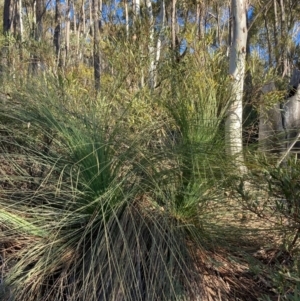 Xanthorrhoea glauca subsp. angustifolia at Cotter River, ACT - 5 Aug 2023