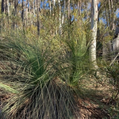 Xanthorrhoea glauca subsp. angustifolia (Grey Grass-tree) at Cotter River, ACT - 5 Aug 2023 by NickiTaws