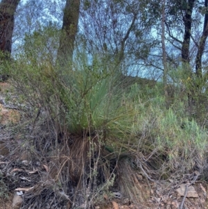 Xanthorrhoea glauca subsp. angustifolia at Cotter River, ACT - 5 Aug 2023