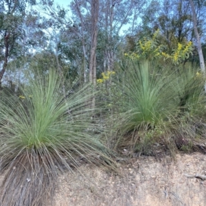 Xanthorrhoea glauca subsp. angustifolia at Cotter River, ACT - suppressed