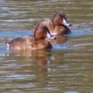 Aythya australis at Fyshwick, ACT - 8 Aug 2023