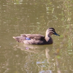 Anas superciliosa at Fyshwick, ACT - 8 Aug 2023