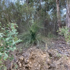Xanthorrhoea glauca subsp. angustifolia at Westwood, NSW - 5 Aug 2023