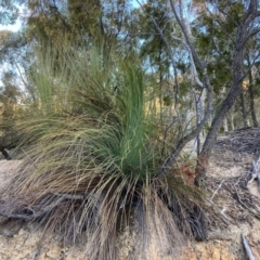 Xanthorrhoea glauca subsp. angustifolia (Grey Grass-tree) at Lower Cotter Catchment - 5 Aug 2023 by NickiTaws