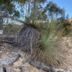 Xanthorrhoea glauca subsp. angustifolia (Grey Grass-tree) at Lower Cotter Catchment - 5 Aug 2023 by NickiTaws