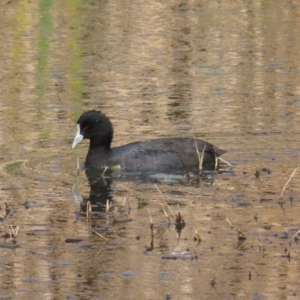 Fulica atra at Fyshwick, ACT - 8 Aug 2023 02:18 PM