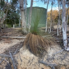 Xanthorrhoea glauca subsp. angustifolia (Grey Grass-tree) at Cotter River, ACT - 5 Aug 2023 by NickiTaws