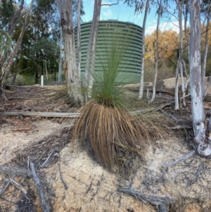 Xanthorrhoea glauca subsp. angustifolia at Cotter River, ACT - 5 Aug 2023