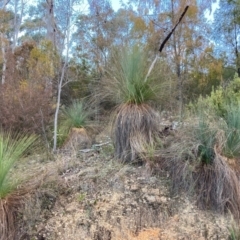 Xanthorrhoea glauca subsp. angustifolia (Grey Grass-tree) at Cotter River, ACT - 5 Aug 2023 by NickiTaws