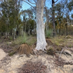 Xanthorrhoea glauca subsp. angustifolia (Grey Grass-tree) at Lower Cotter Catchment - 5 Aug 2023 by NickiTaws