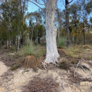 Xanthorrhoea glauca subsp. angustifolia at Cotter River, ACT - 5 Aug 2023