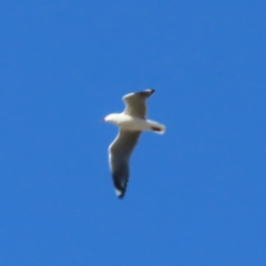 Chroicocephalus novaehollandiae (Silver Gull) at Jerrabomberra Wetlands - 8 Aug 2023 by MatthewFrawley