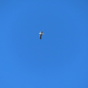 Chroicocephalus novaehollandiae at Fyshwick, ACT - 8 Aug 2023