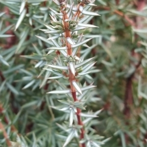 Juniperus communis at Fadden, ACT - 9 Aug 2023 08:03 AM