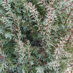 Juniperus communis at Fadden, ACT - 9 Aug 2023 08:03 AM