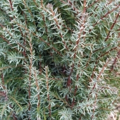 Juniperus communis at Fadden, ACT - 9 Aug 2023