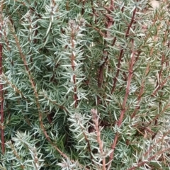 Juniperus communis at Fadden, ACT - 9 Aug 2023 08:03 AM